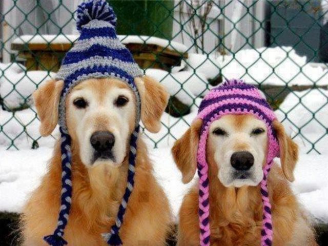 Зима близко... Эх, соломки бы подстелить!